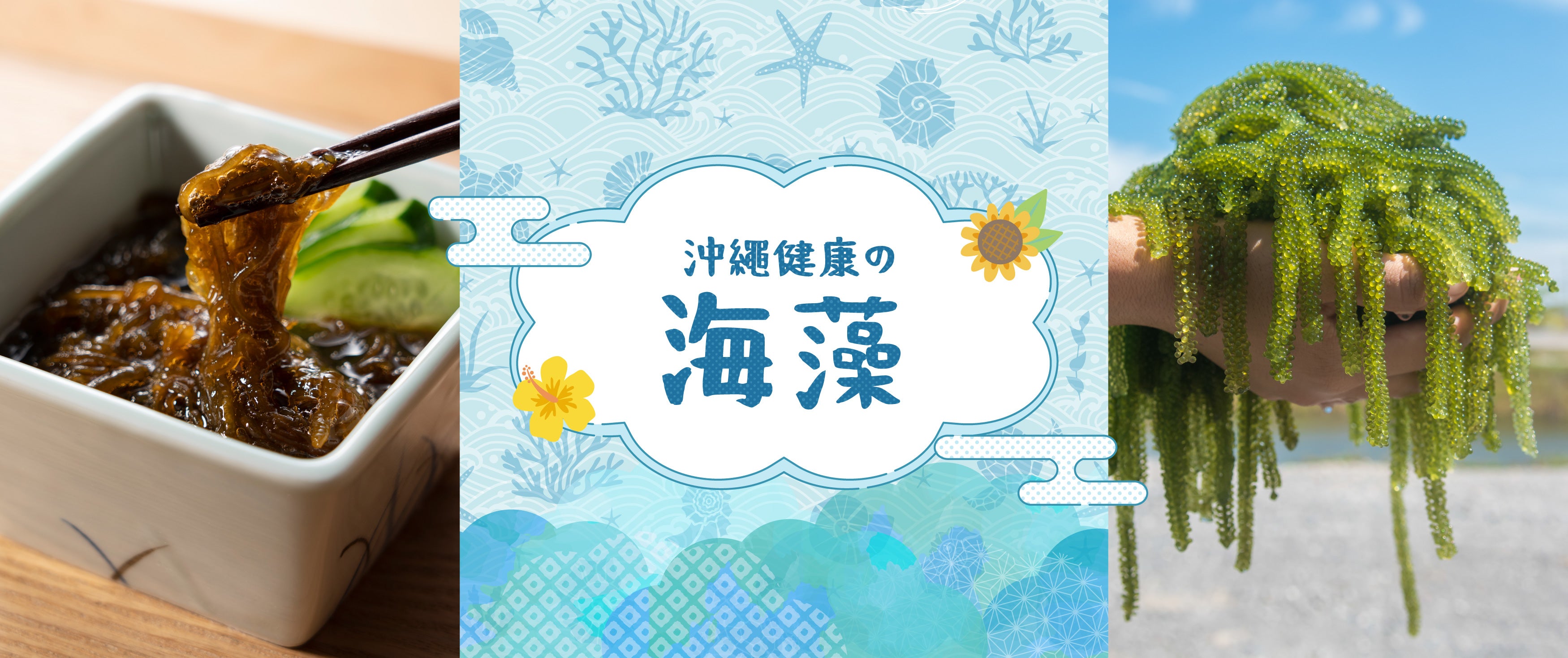 海藻專區 - Seaweed Specialty