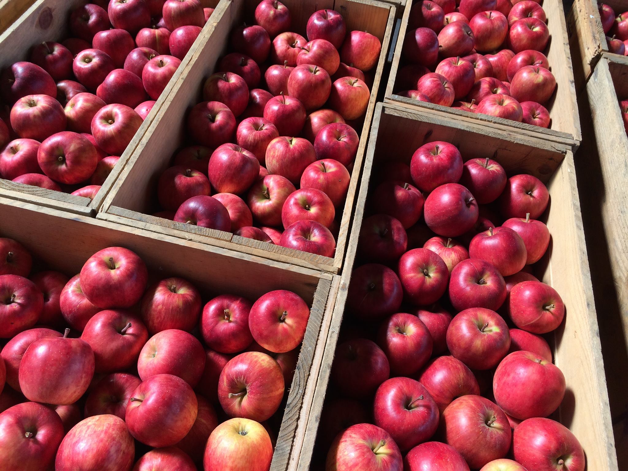 Apple&Snack Japan Aomori Prefecture Apple Crisps (No Additives) 45g