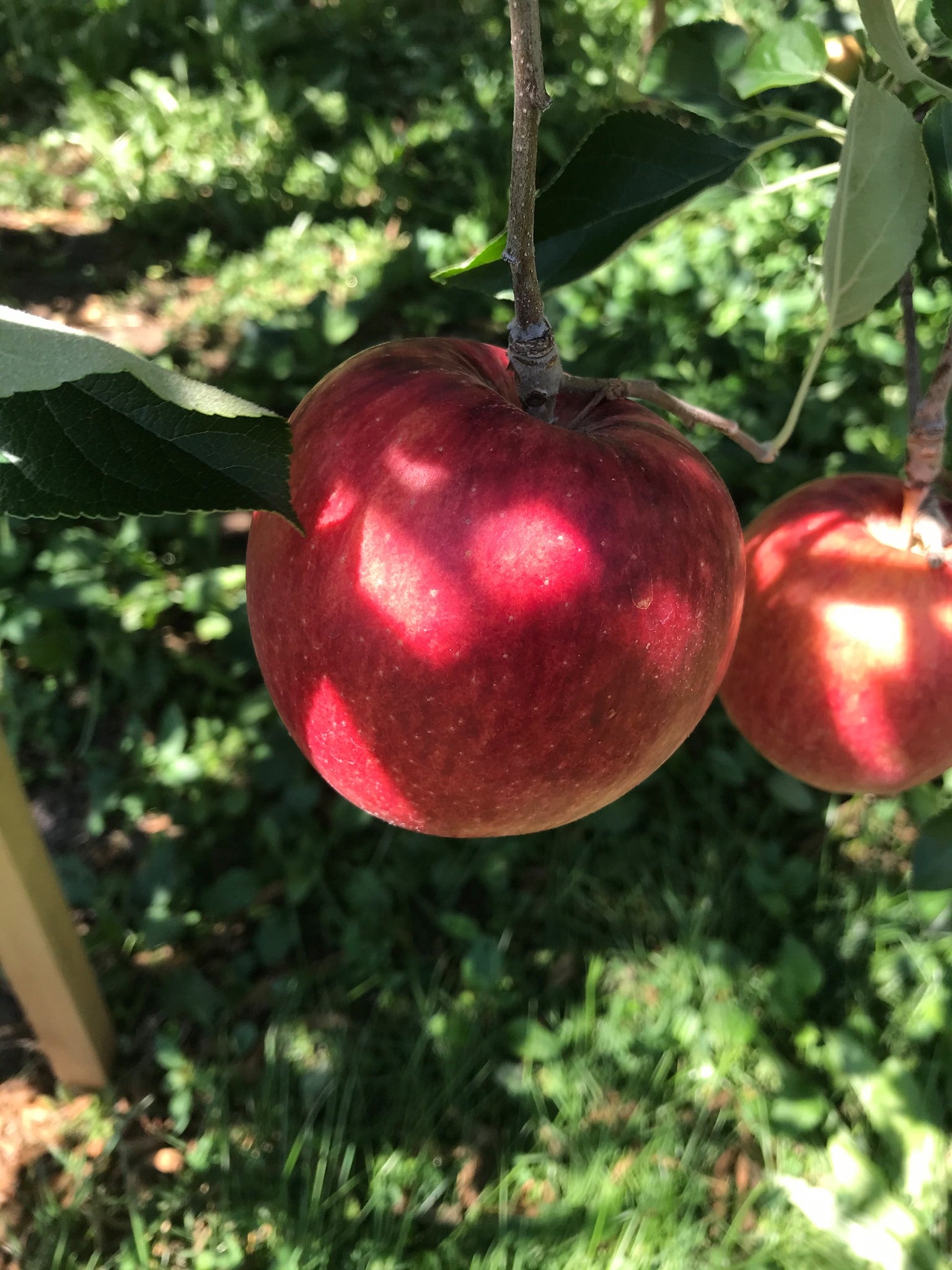 Apple&Snack Japan Aomori Prefecture Apple Crisps (No Additives) 45g