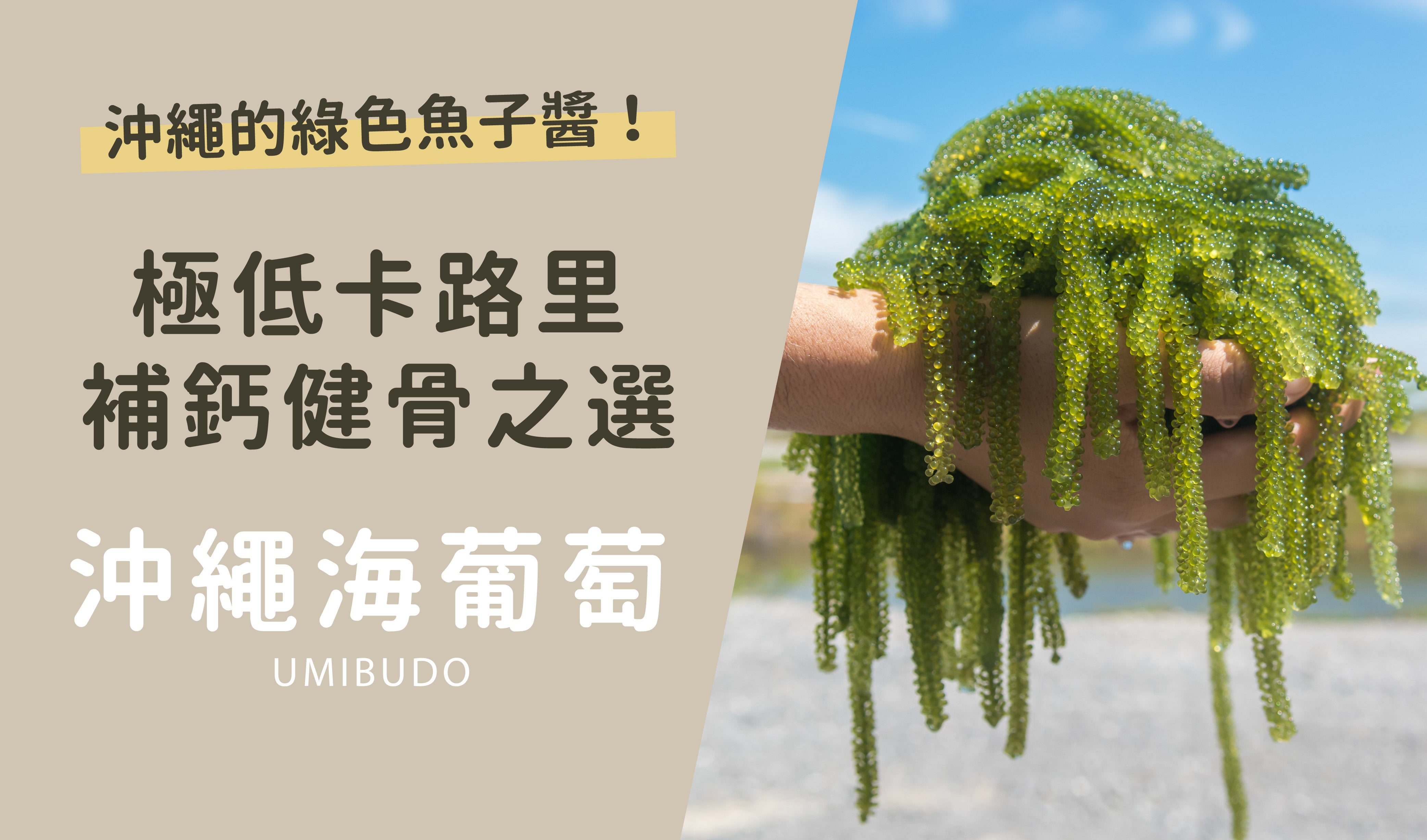 沖繩的「綠色魚子醬」🌟 海葡萄